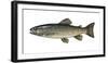 Illustration, Brook-Trout, Salmo Trutta Forma Fario, Not Freely for Book-Industry, Series-Carl-Werner Schmidt-Luchs-Framed Photographic Print