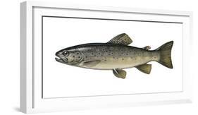 Illustration, Brook-Trout, Salmo Trutta Forma Fario, Not Freely for Book-Industry, Series-Carl-Werner Schmidt-Luchs-Framed Photographic Print