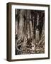 Illustration by Arthur Rakham of Rip Van Winkle, a Short Story by the American Author Washington Ir-Arthur Rackham-Framed Giclee Print