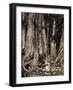 Illustration by Arthur Rakham of Rip Van Winkle, a Short Story by the American Author Washington Ir-Arthur Rackham-Framed Giclee Print