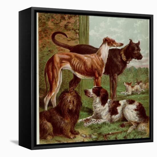 Illustration by Kronheim of Various Dogs, from Aunt Louisa's Birthday Gift-null-Framed Stretched Canvas