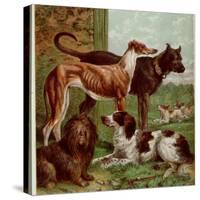 Illustration by Kronheim of Various Dogs, from Aunt Louisa's Birthday Gift-null-Stretched Canvas