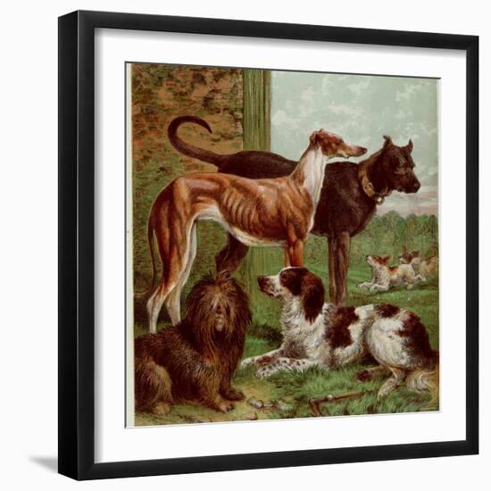 Illustration by Kronheim of Various Dogs, from Aunt Louisa's Birthday Gift-null-Framed Premium Photographic Print