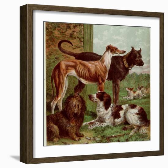 Illustration by Kronheim of Various Dogs, from Aunt Louisa's Birthday Gift-null-Framed Photographic Print