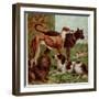 Illustration by Kronheim of Various Dogs, from Aunt Louisa's Birthday Gift-null-Framed Photographic Print