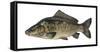 Illustration, Carps, Cyprinus Carpio, Not Freely for Book-Industry, Series-Carl-Werner Schmidt-Luchs-Framed Stretched Canvas