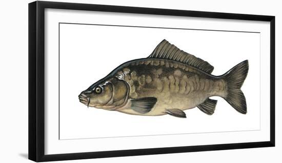 Illustration, Carps, Cyprinus Carpio, Not Freely for Book-Industry, Series-Carl-Werner Schmidt-Luchs-Framed Photographic Print