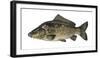 Illustration, Carps, Cyprinus Carpio, Not Freely for Book-Industry, Series-Carl-Werner Schmidt-Luchs-Framed Photographic Print