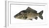 Illustration, Carps, Cyprinus Carpio, Not Freely for Book-Industry, Series-Carl-Werner Schmidt-Luchs-Framed Photographic Print