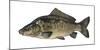 Illustration, Carps, Cyprinus Carpio, Not Freely for Book-Industry, Series-Carl-Werner Schmidt-Luchs-Mounted Photographic Print