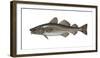 Illustration, Codfish, Gadus Morhua, Not Freely for Book-Industry, Series-Carl-Werner Schmidt-Luchs-Framed Photographic Print