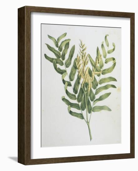 Illustration Depicting a Branch of a Royal Fern-Bettmann-Framed Giclee Print