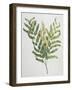 Illustration Depicting a Branch of a Royal Fern-Bettmann-Framed Giclee Print