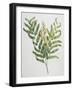 Illustration Depicting a Branch of a Royal Fern-Bettmann-Framed Giclee Print