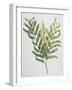 Illustration Depicting a Branch of a Royal Fern-Bettmann-Framed Giclee Print