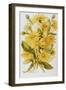 Illustration Depicting Arnica Montana Plants-Bettmann-Framed Premium Giclee Print