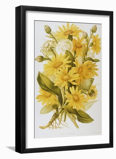 Illustration Depicting Arnica Montana Plants-Bettmann-Framed Giclee Print