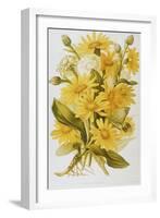 Illustration Depicting Arnica Montana Plants-Bettmann-Framed Giclee Print