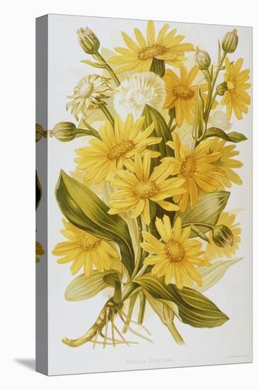 Illustration Depicting Arnica Montana Plants-Bettmann-Stretched Canvas