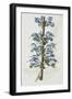 Illustration Depicting Bicolor Sage Plant-Bettmann-Framed Giclee Print