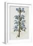 Illustration Depicting Bicolor Sage Plant-Bettmann-Framed Giclee Print