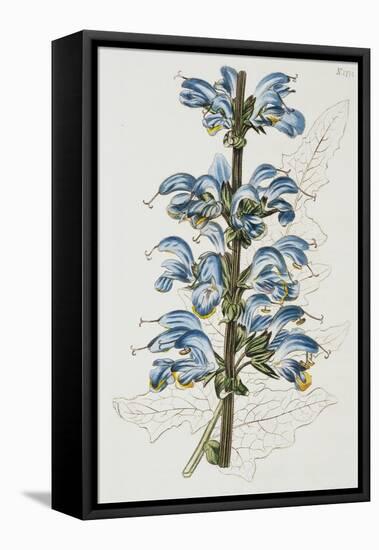 Illustration Depicting Bicolor Sage Plant-Bettmann-Framed Stretched Canvas