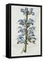 Illustration Depicting Bicolor Sage Plant-Bettmann-Framed Stretched Canvas