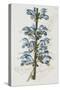 Illustration Depicting Bicolor Sage Plant-Bettmann-Stretched Canvas