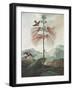 Illustration Depicting Hummingbirds Feeding from a Plant-Bettmann-Framed Giclee Print