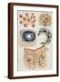 Brown Frame