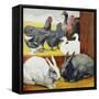 Illustration Depicting Rabbits and Farm Birds-null-Framed Stretched Canvas