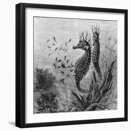 Illustration Depicting Seahorse Giving Birth-null-Framed Giclee Print