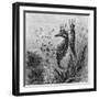 Illustration Depicting Seahorse Giving Birth-null-Framed Giclee Print