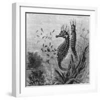 Illustration Depicting Seahorse Giving Birth-null-Framed Giclee Print