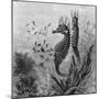 Illustration Depicting Seahorse Giving Birth-null-Mounted Giclee Print