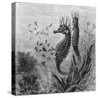 Illustration Depicting Seahorse Giving Birth-null-Stretched Canvas