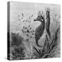 Illustration Depicting Seahorse Giving Birth-null-Stretched Canvas