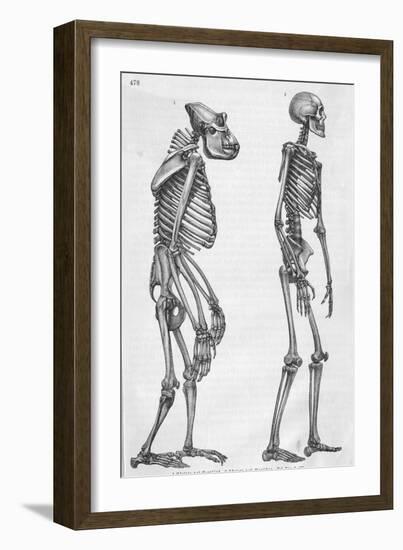 Illustration Depicting Skeleton Comparison of a Human and Gorilla-null-Framed Giclee Print