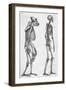 Illustration Depicting Skeleton Comparison of a Human and Gorilla-null-Framed Giclee Print