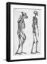 Illustration Depicting Skeleton Comparison of a Human and Gorilla-null-Framed Giclee Print