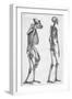 Illustration Depicting Skeleton Comparison of a Human and Gorilla-null-Framed Giclee Print