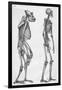 Illustration Depicting Skeleton Comparison of a Human and Gorilla-null-Framed Giclee Print