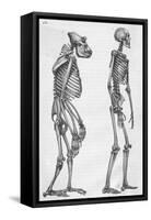 Illustration Depicting Skeleton Comparison of a Human and Gorilla-null-Framed Stretched Canvas