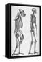 Illustration Depicting Skeleton Comparison of a Human and Gorilla-null-Framed Stretched Canvas