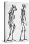 Illustration Depicting Skeleton Comparison of a Human and Gorilla-null-Stretched Canvas