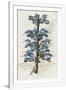 Gramercy White