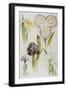 Illustration Depicting Various Types of Irises-Bettmann-Framed Giclee Print