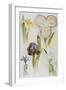 Illustration Depicting Various Types of Irises-Bettmann-Framed Giclee Print