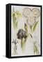 Illustration Depicting Various Types of Irises-Bettmann-Framed Stretched Canvas