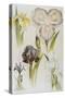 Illustration Depicting Various Types of Irises-Bettmann-Stretched Canvas